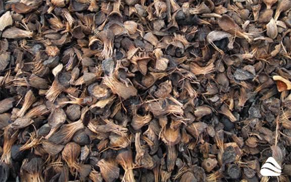Palm Kernel Shell