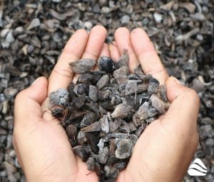 What is Palm Kernel Shell (PKS)? Meet the New Star of Biomass Energy