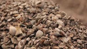 Biomass and the Changing Future of Energy in Indonesia